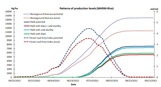 Rice simulated by WARM for potential, disease-limited, and a-biotic factors-limited conditions